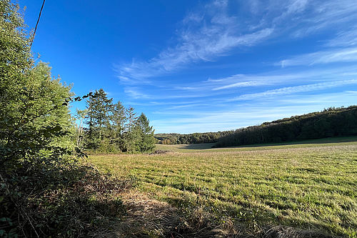 Orchard — Feld